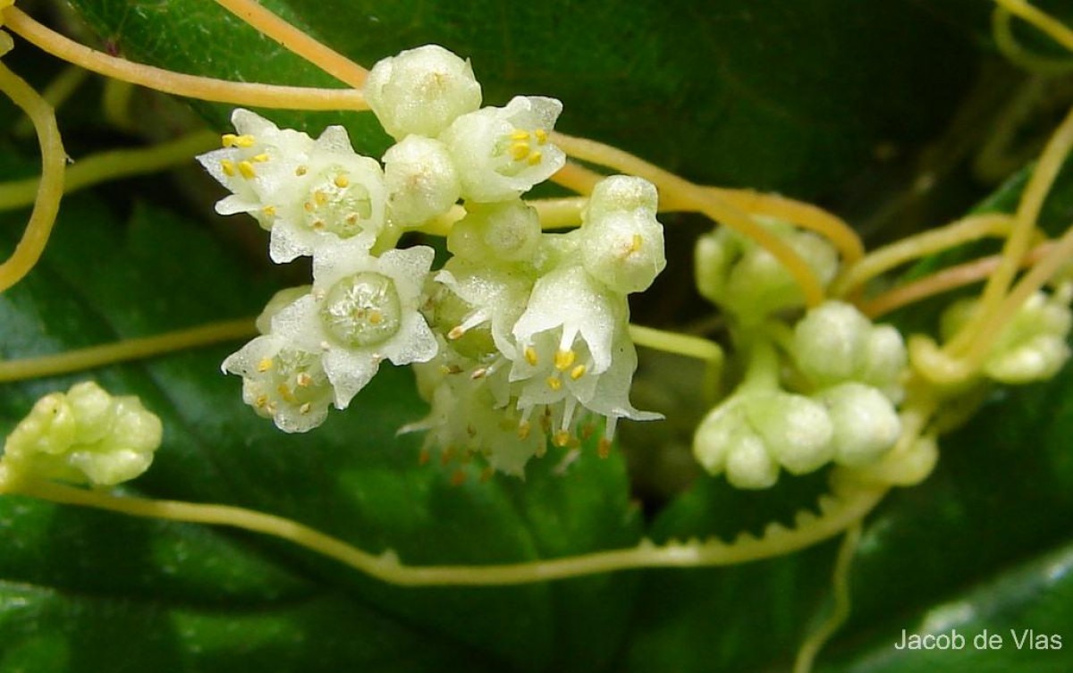 Cuscuta campestris Yunck.